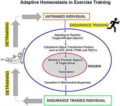 Cardiovascular Adaptive Homeostasis in Exercise